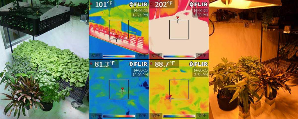 Leaf Surface Temperature