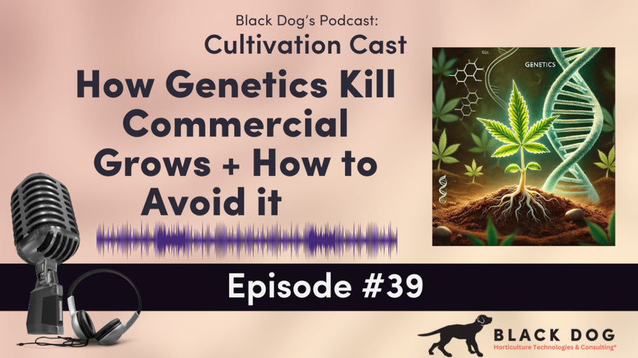 CultivationCast Episode 39: How Genetics can Kill Commercial Grows, and How to Avoid It