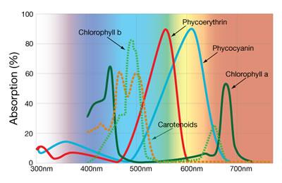 Photosynthetic Active Radiation (PAR) – Black Dog LED