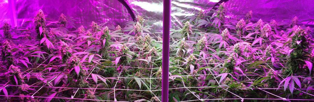 Boost Your Cannabis Yields: Grow Room Temp and Humidity Essentials Uncovered